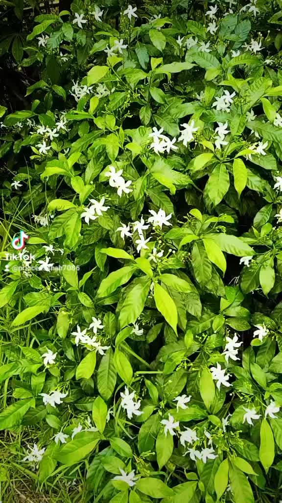 @mamtagupta057