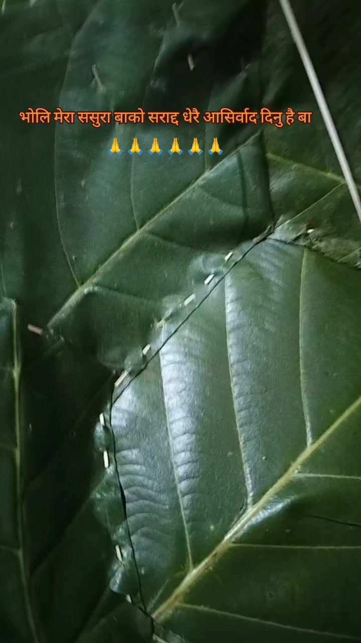 @Sushila Pokhrel