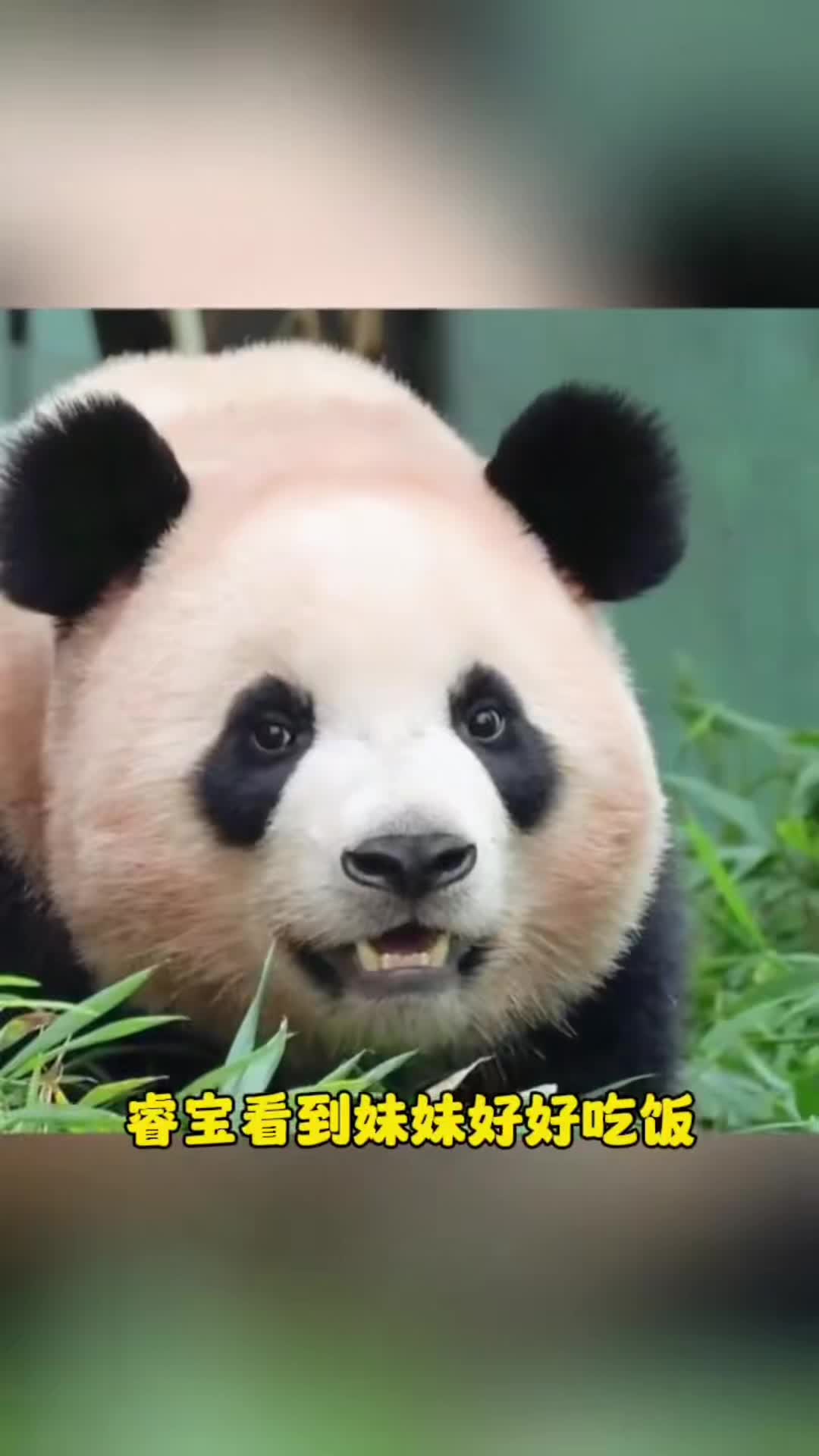 @ショウキンキ