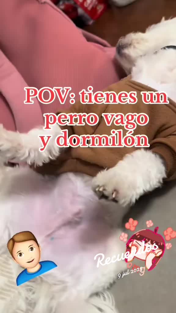@💜Leo mi hijo de 4🐾🥰💜