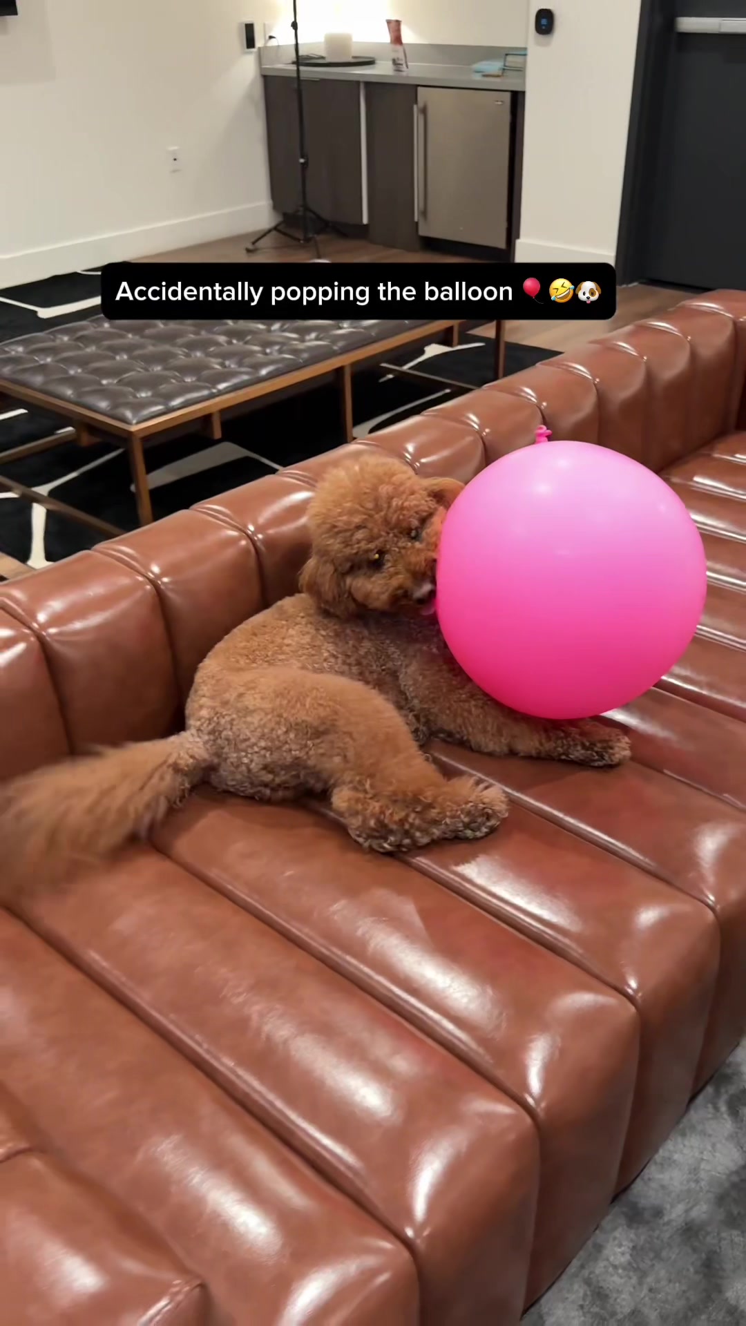 @Mocha | Mini Goldendoodle 🐾