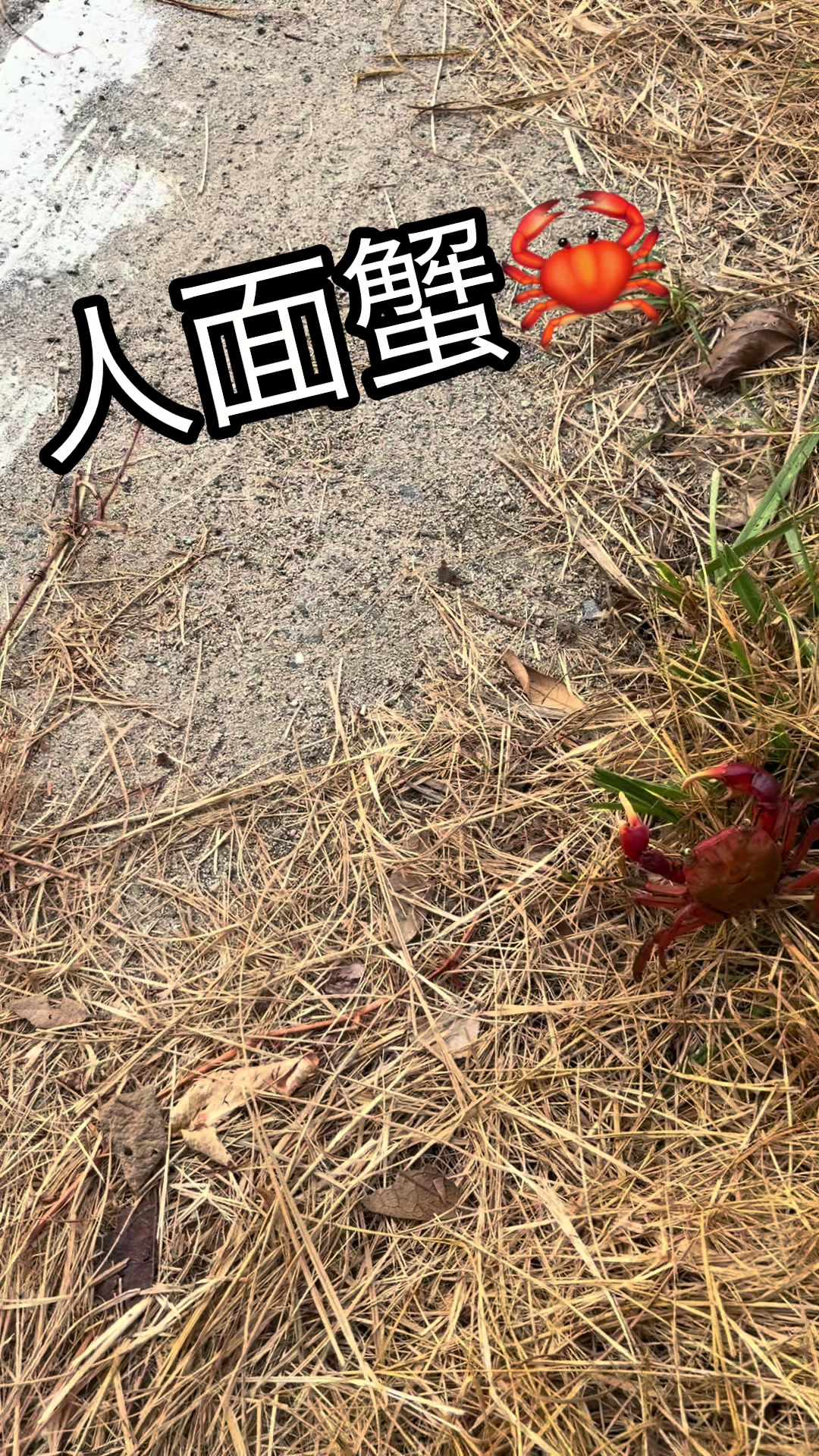 @志賀島