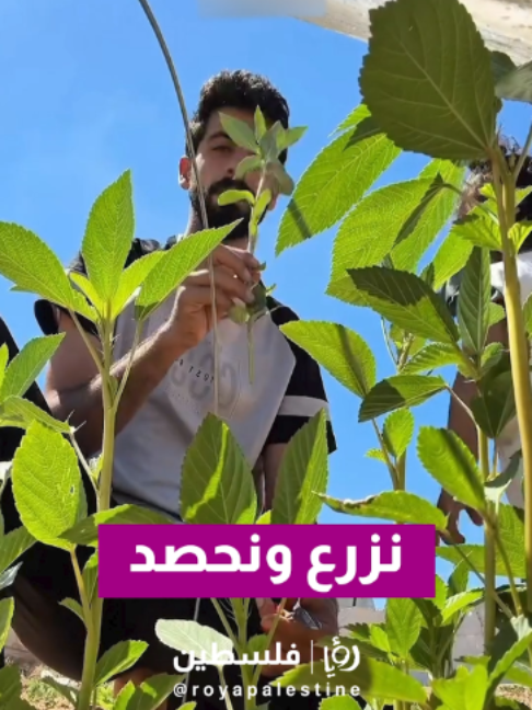 @Royapalestine رؤيا فلسطين