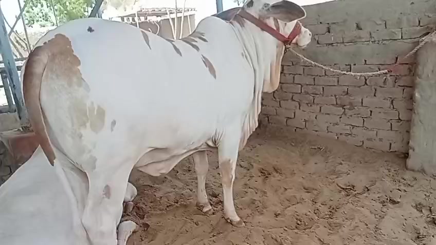 @HS Cattle Farm