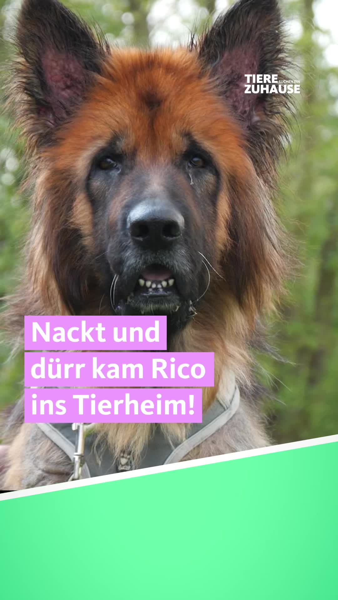 @Tiere suchen ein Zuhause