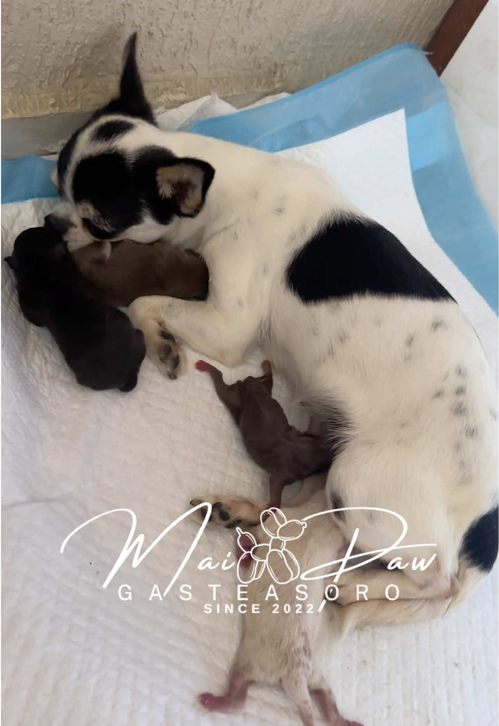 @MaiPaw