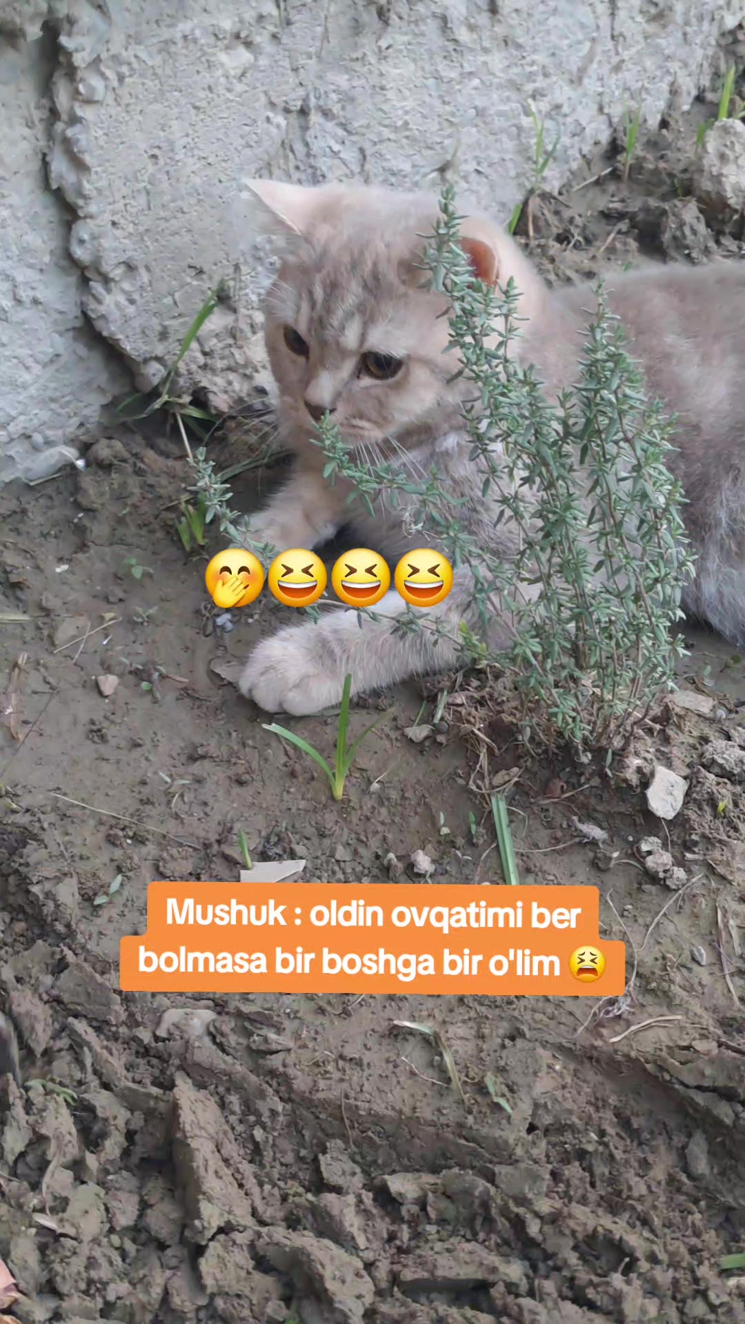 @Kulochok Oyi