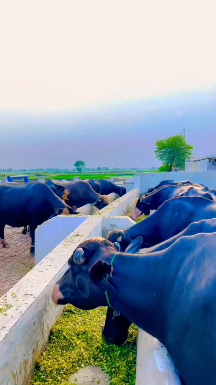 @GUJJAR DAIRY FARM