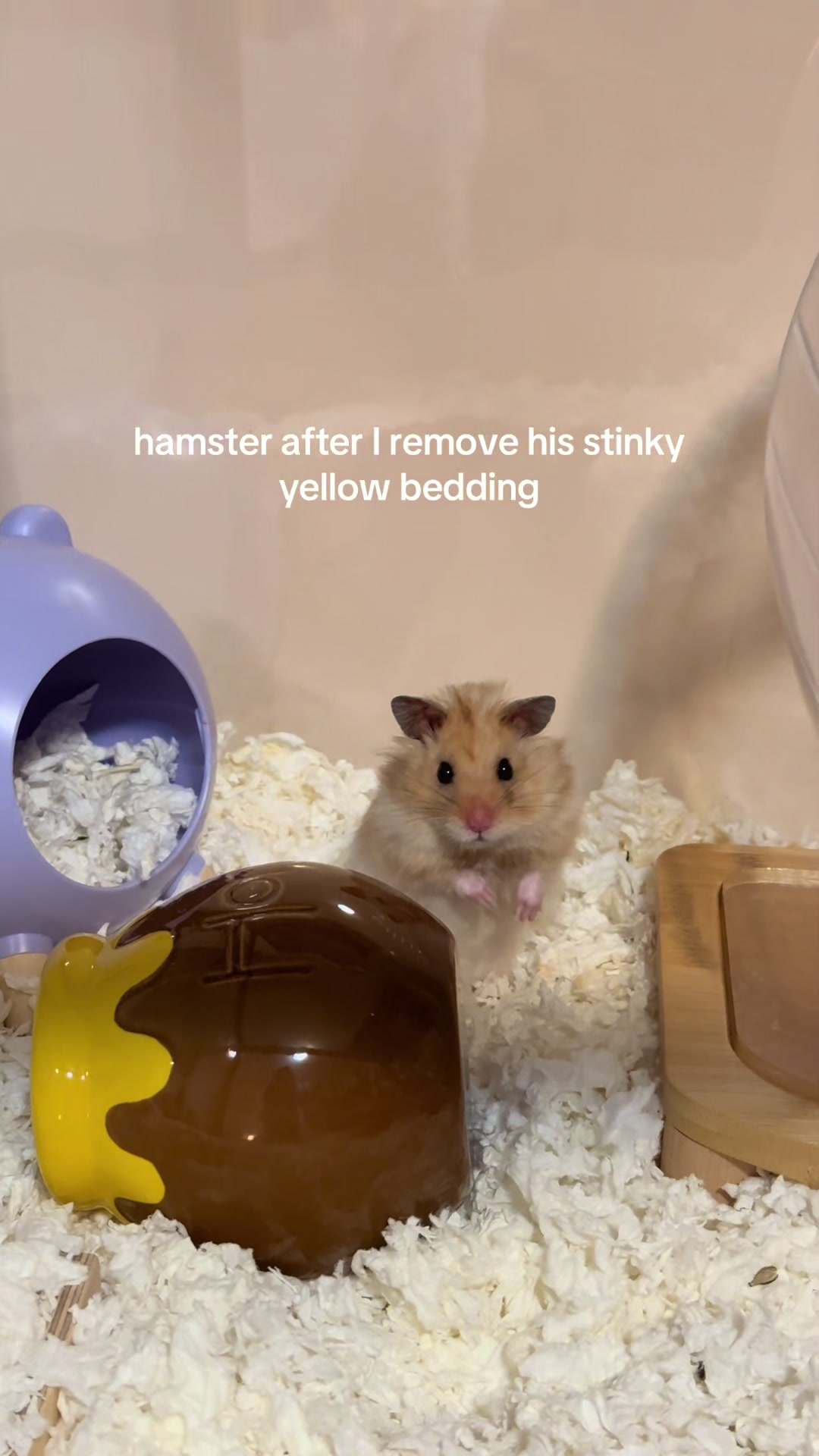 @hamsterwlw