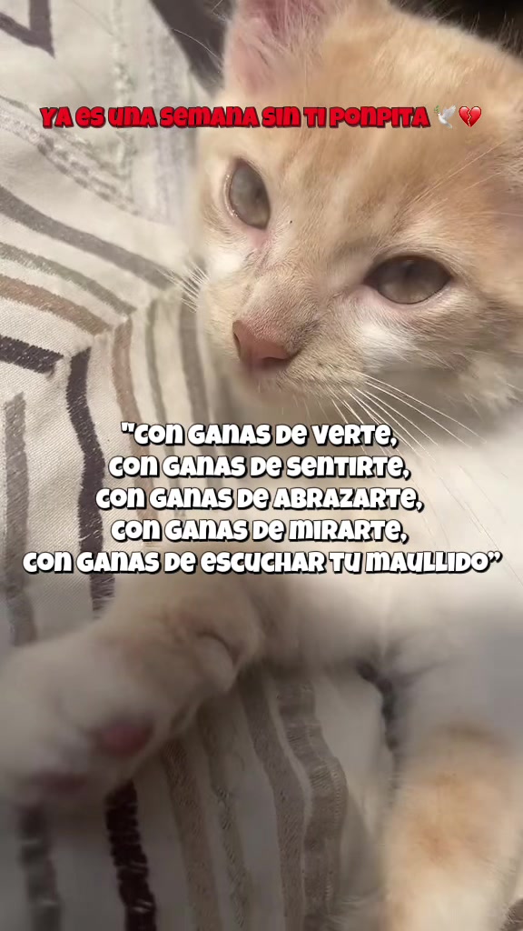 @Lumi.real