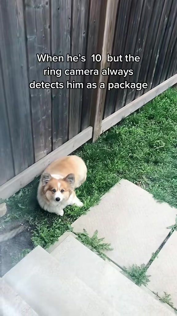 @hudsonthefluffycorgi