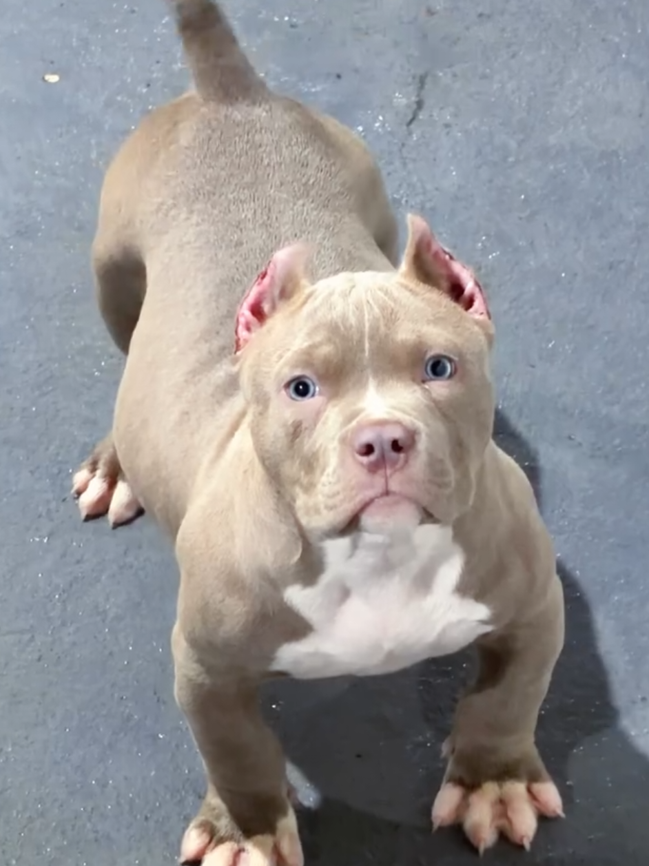 @K9 DZ