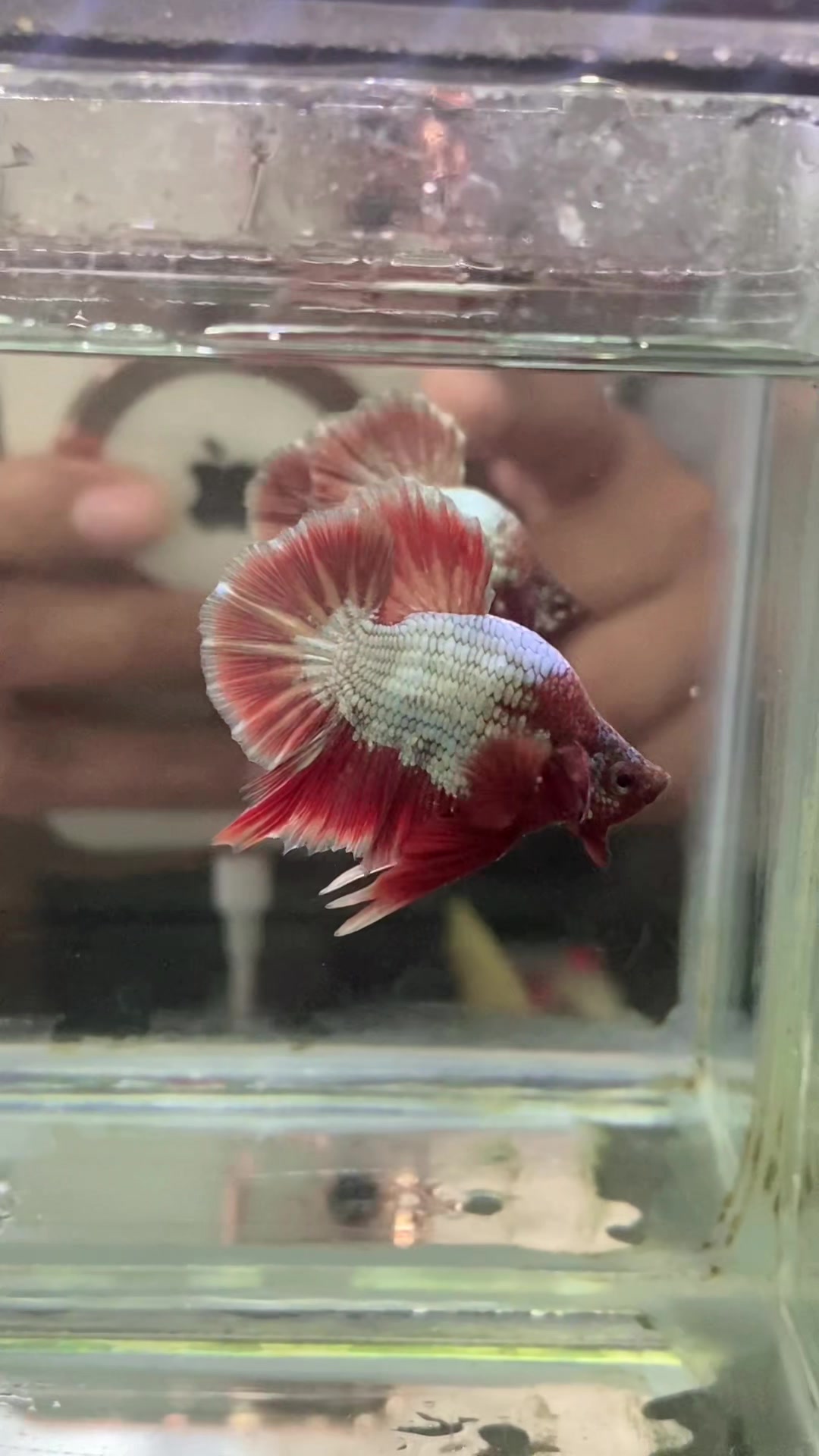 @aman fish