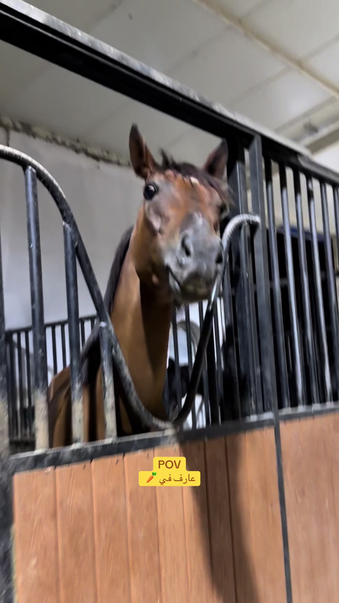@Horsey.blee