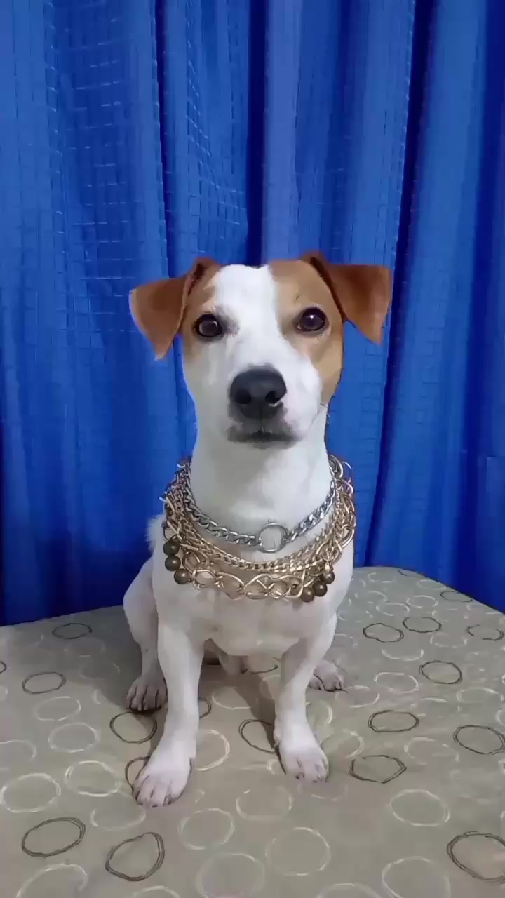 @BRUNO Y MAILO JACKRUSSEL