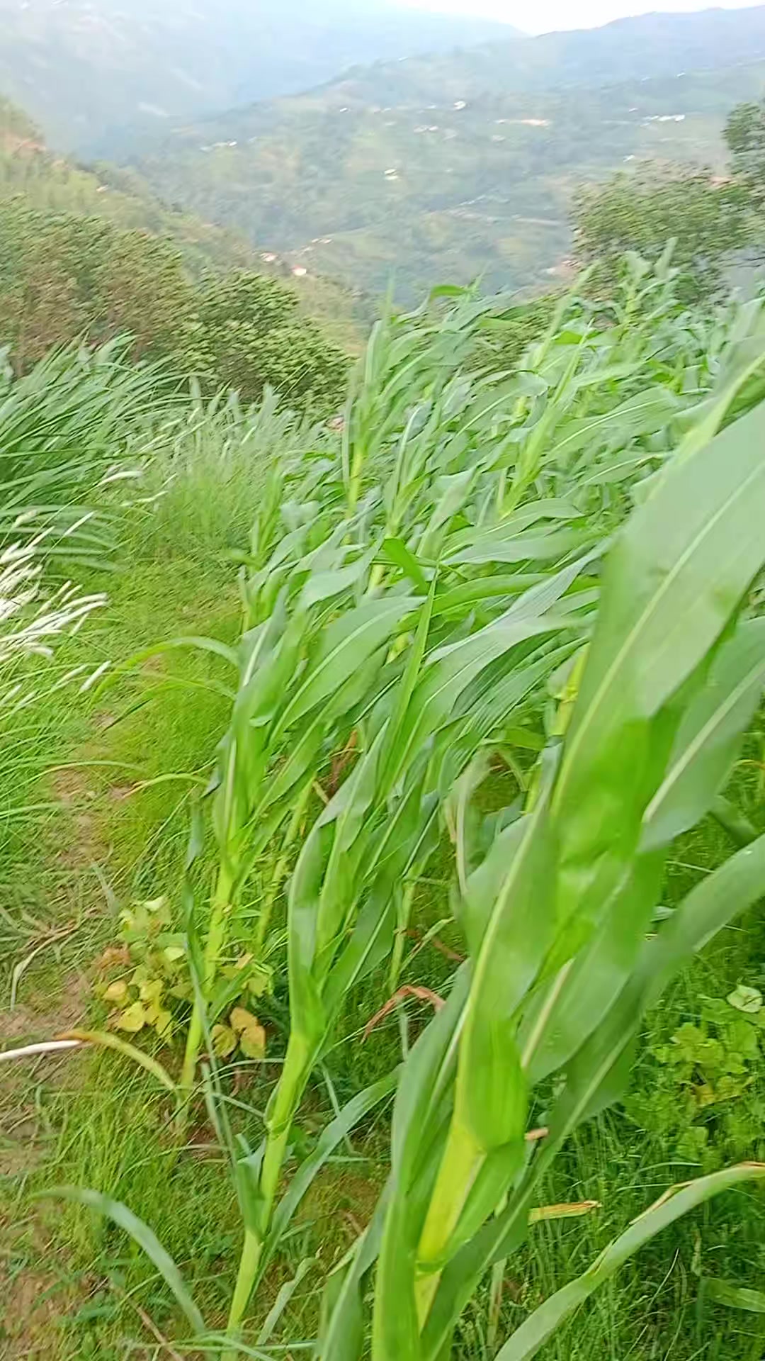 @मुस्कान तामाङ थिङ्ग