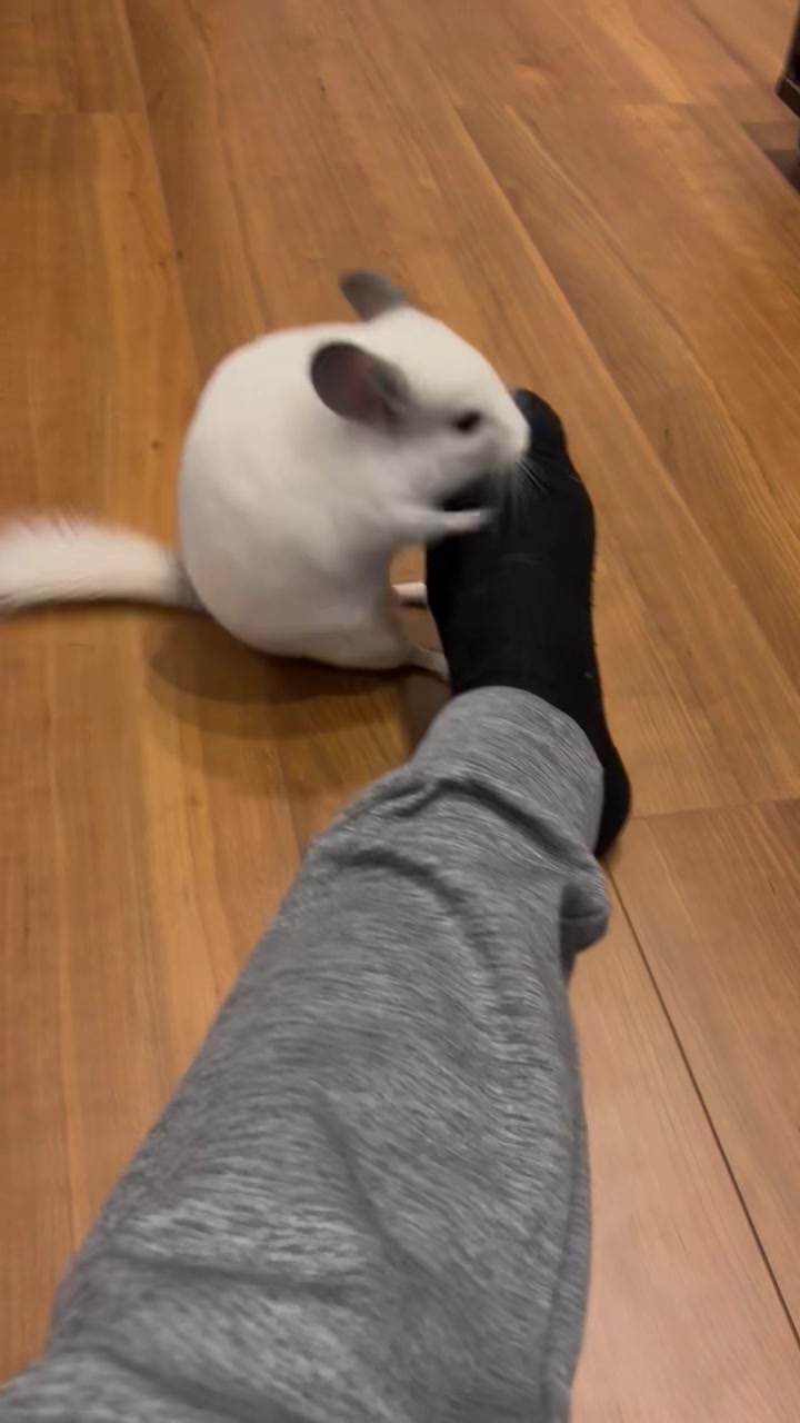 @おはぎとパパ