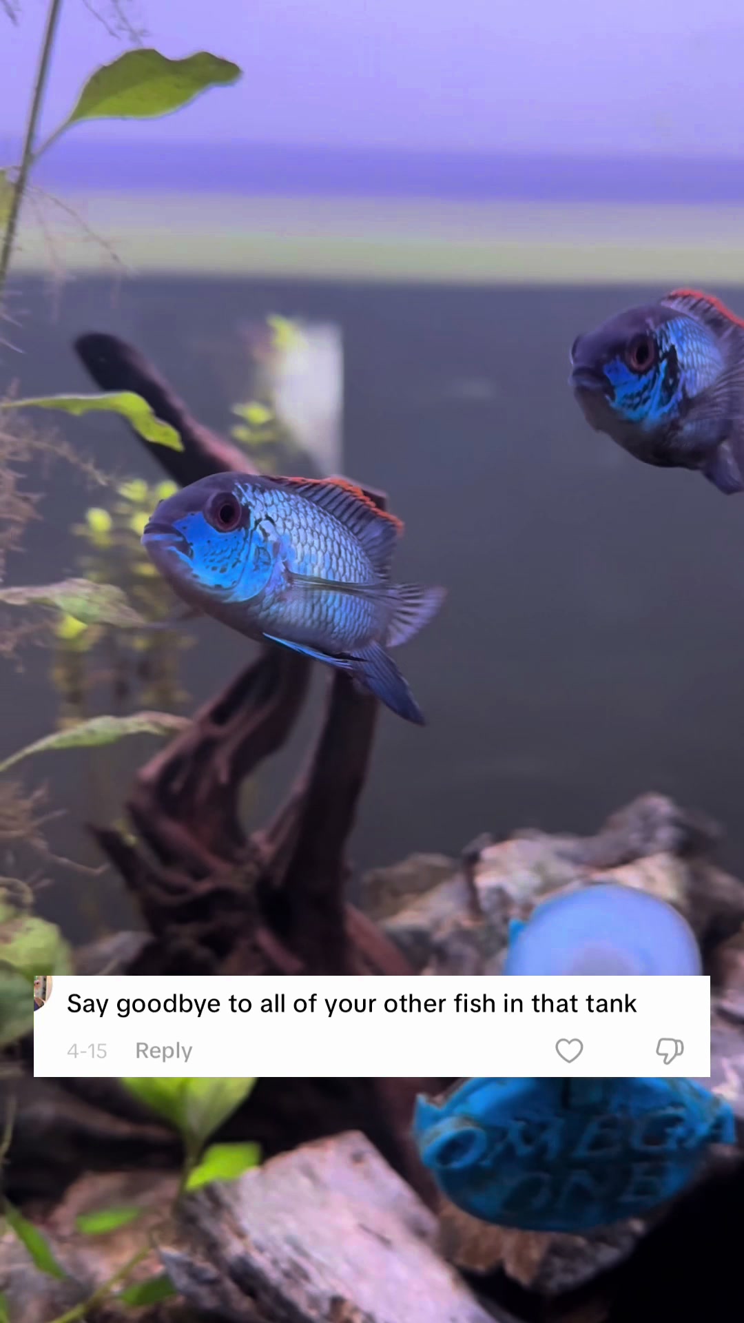 @shrimp.and.chill