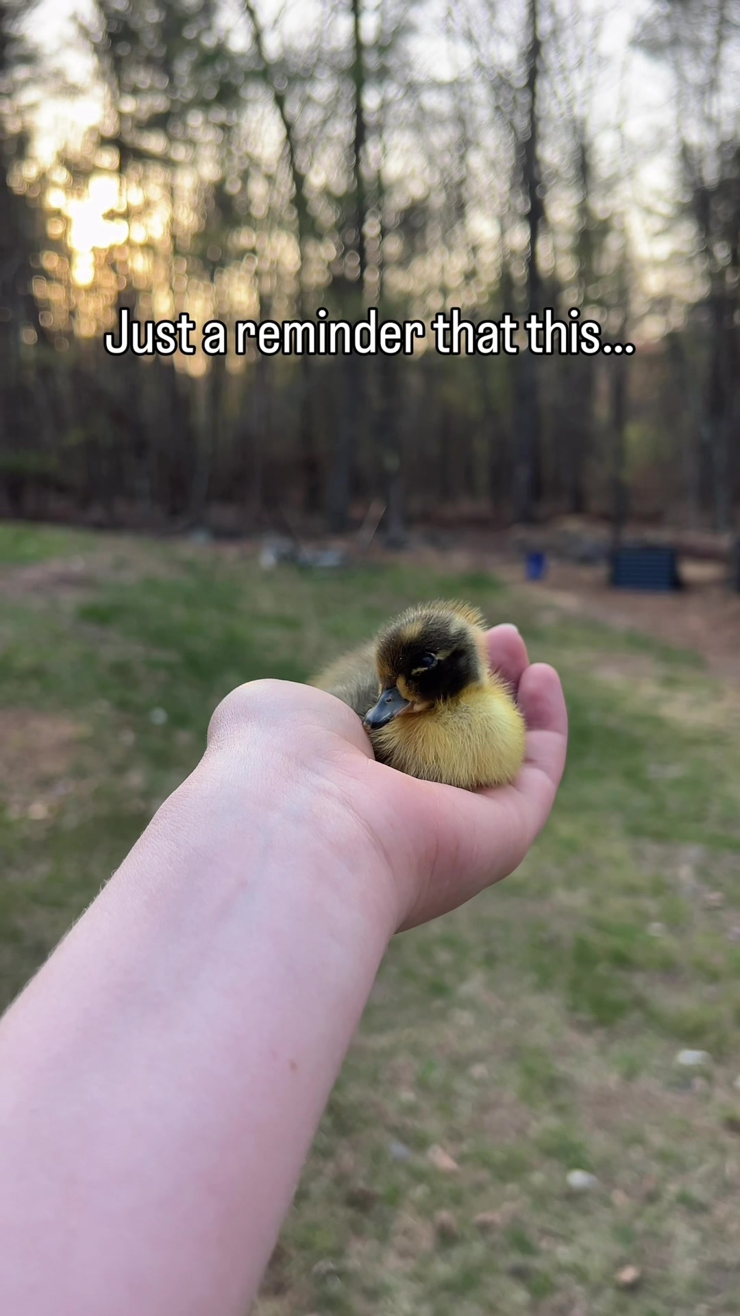 @The Quack House