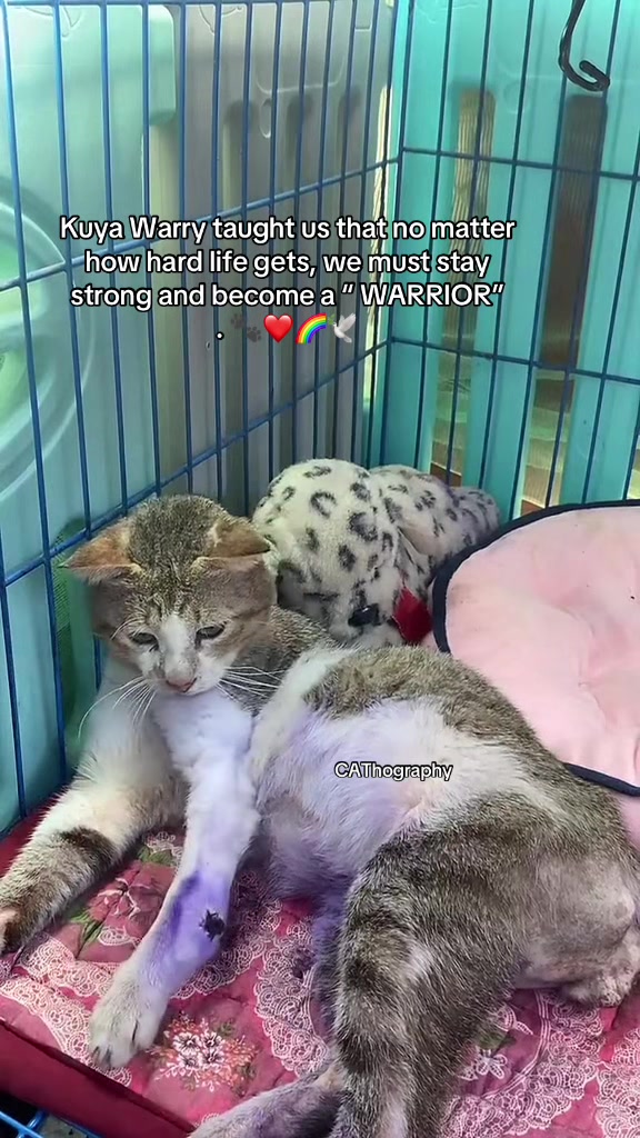 @CAThography