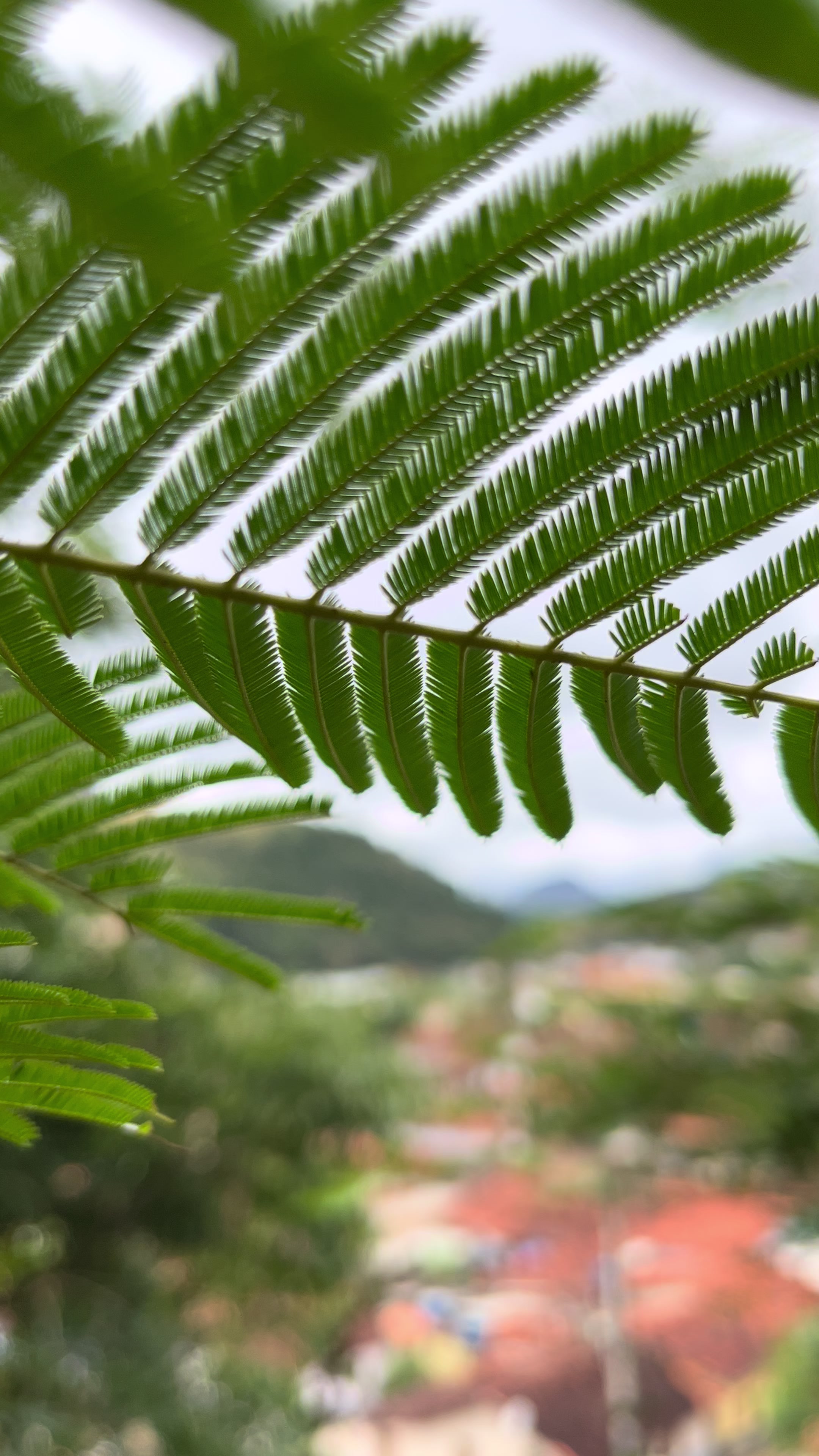 @vida_breve