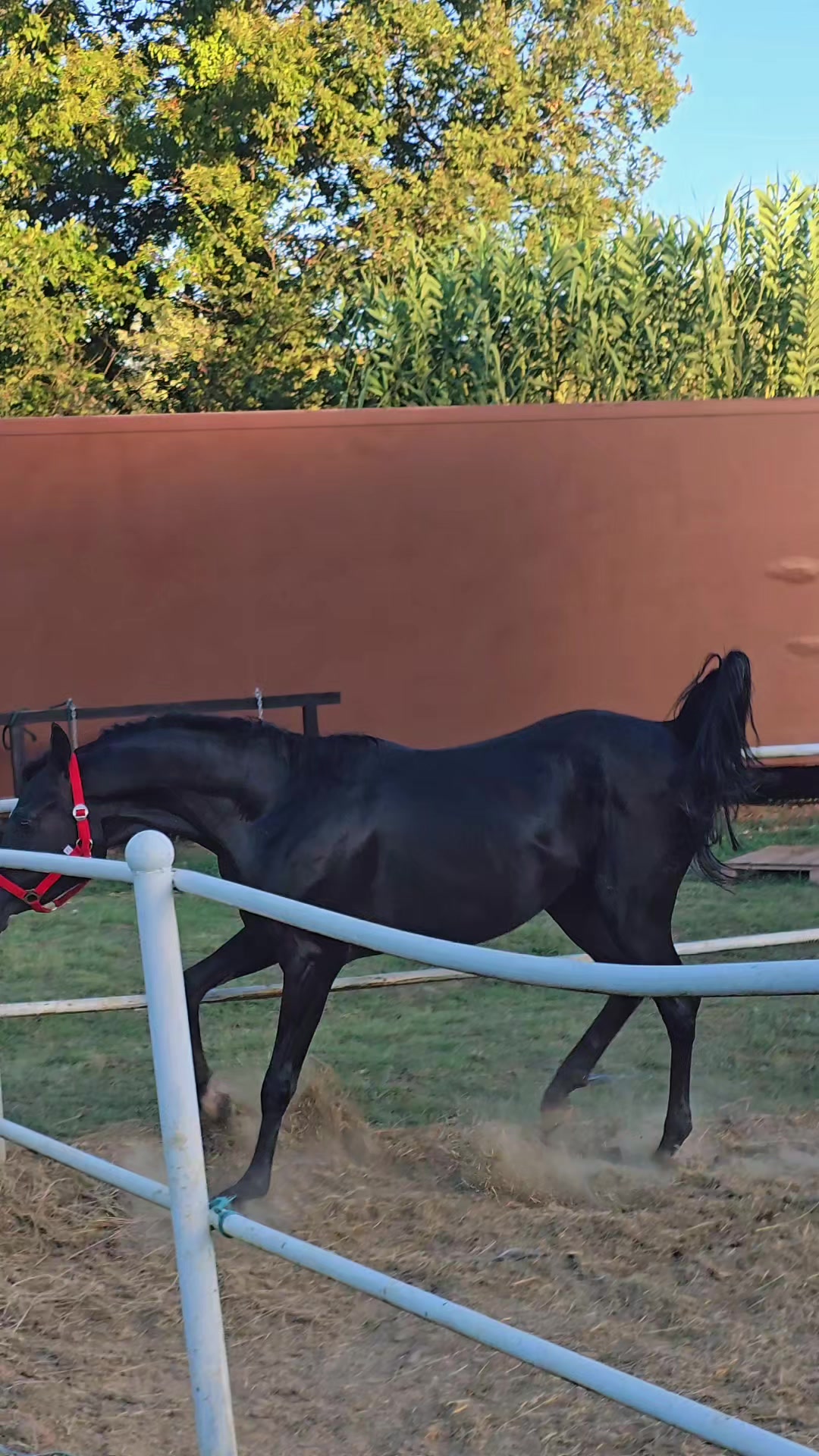 @Horse Training Center Albania