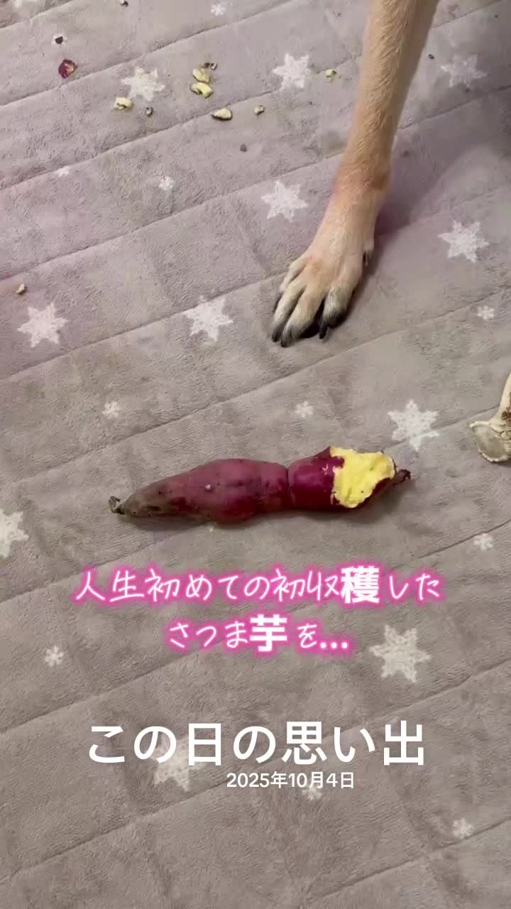@ANIMAL♡M