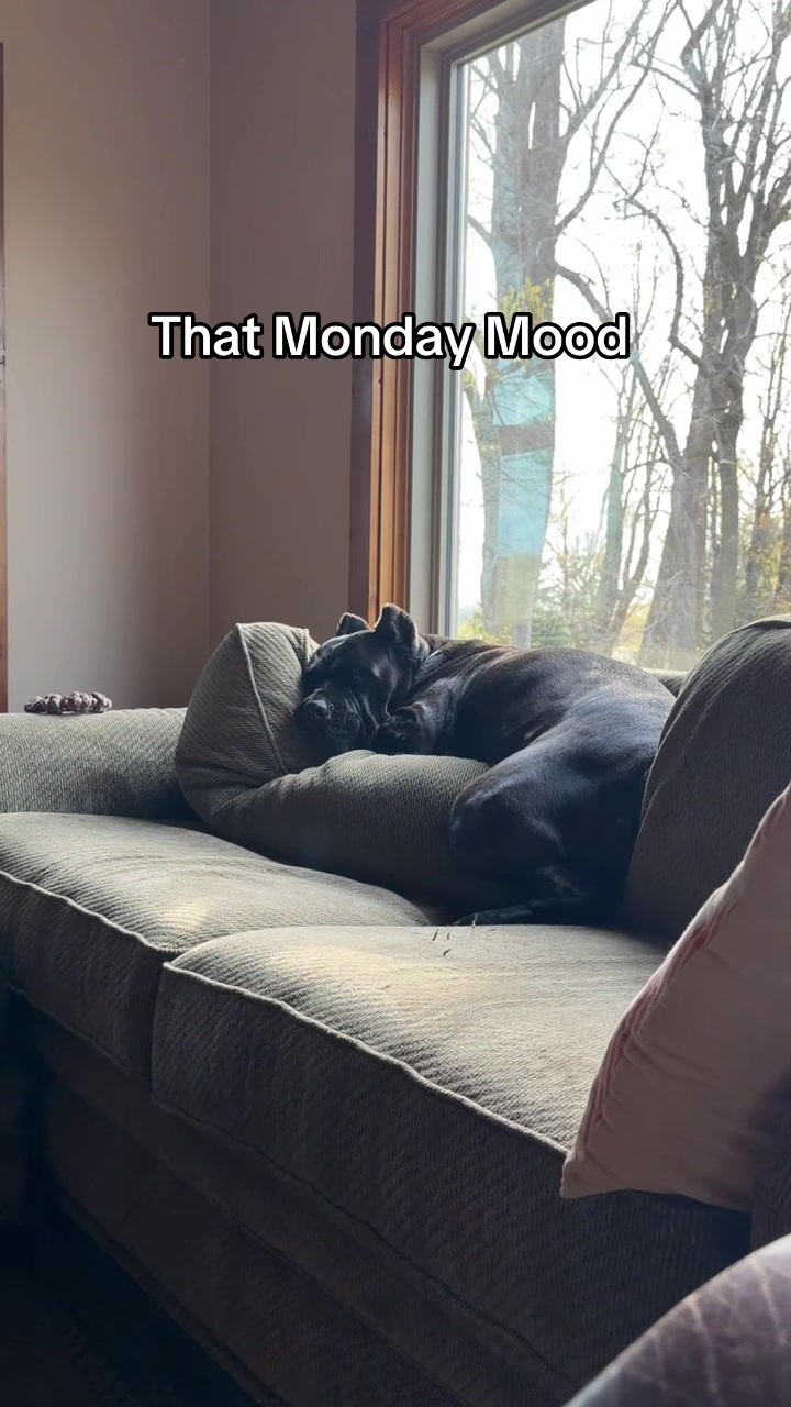 @Boo the Cane Corso