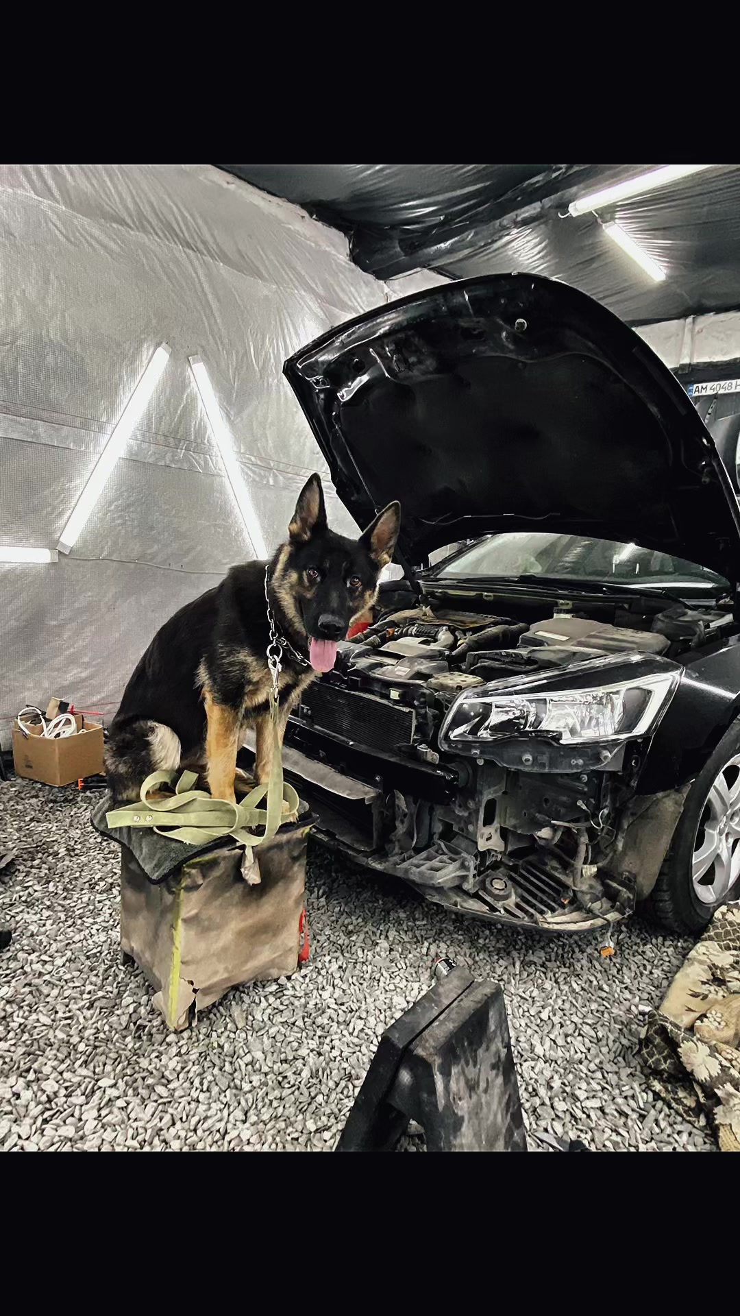 @Car Paint Звягель