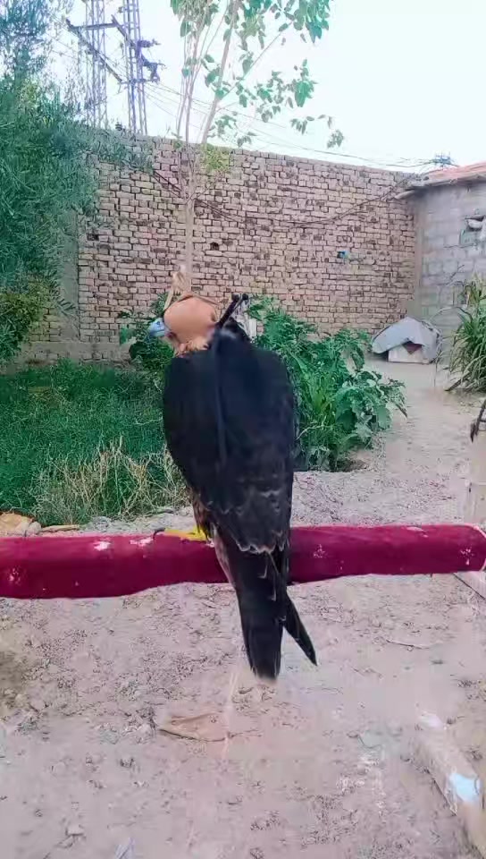 @🦅Hunter Zehri🪶