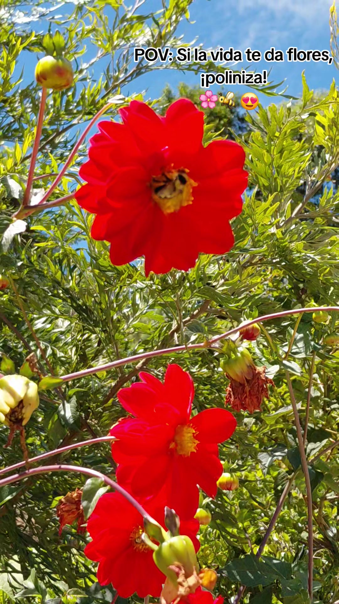 @Rebë🍒