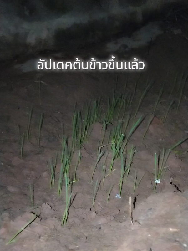 @โค้ก ลองของเล่น 40k