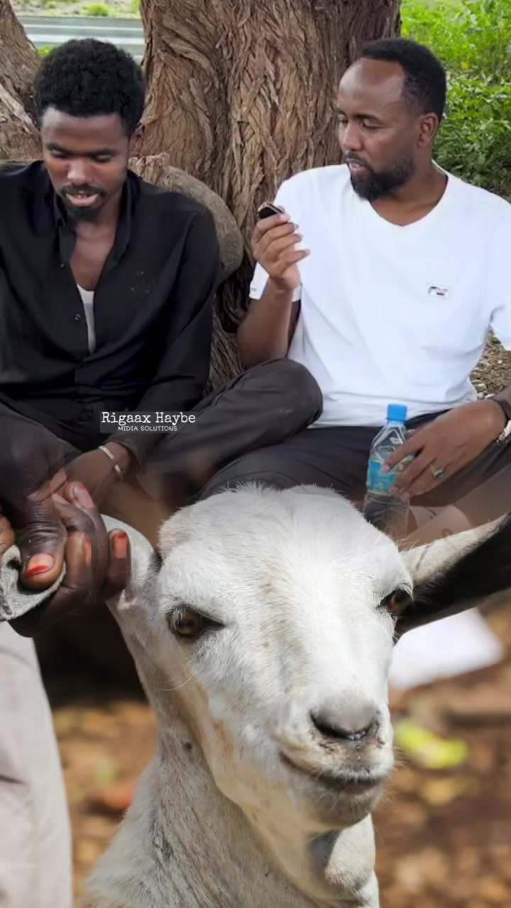@rigaax haybe 🐐
