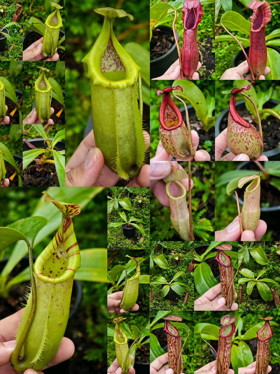 @GSp.Rayong Nepenthes