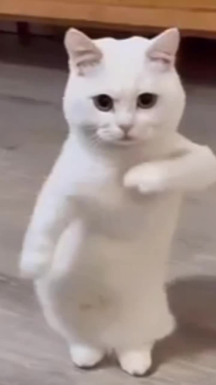 @хуги вуги 228
