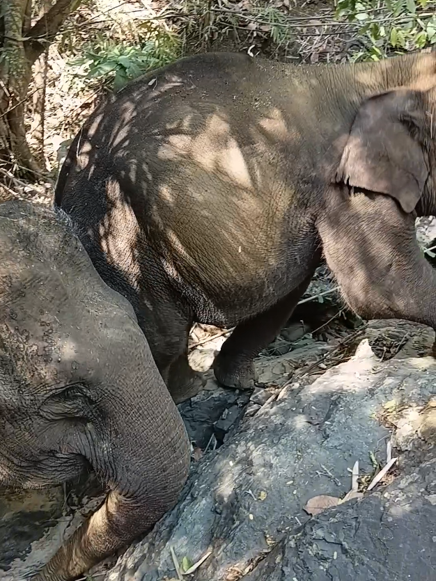 @LuangPrabang Elephant New Home