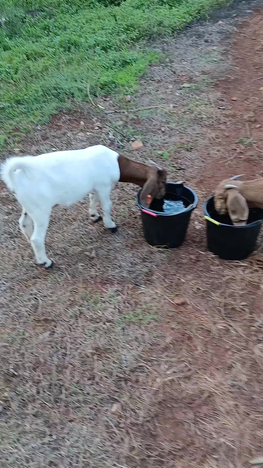 @Hillside farms 🐐