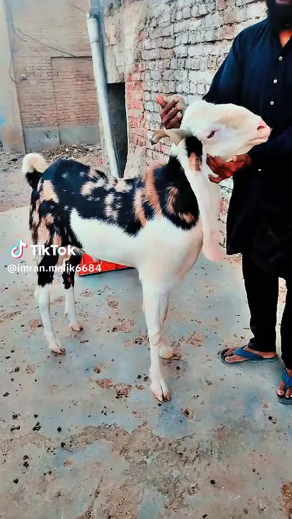 @rihan malik