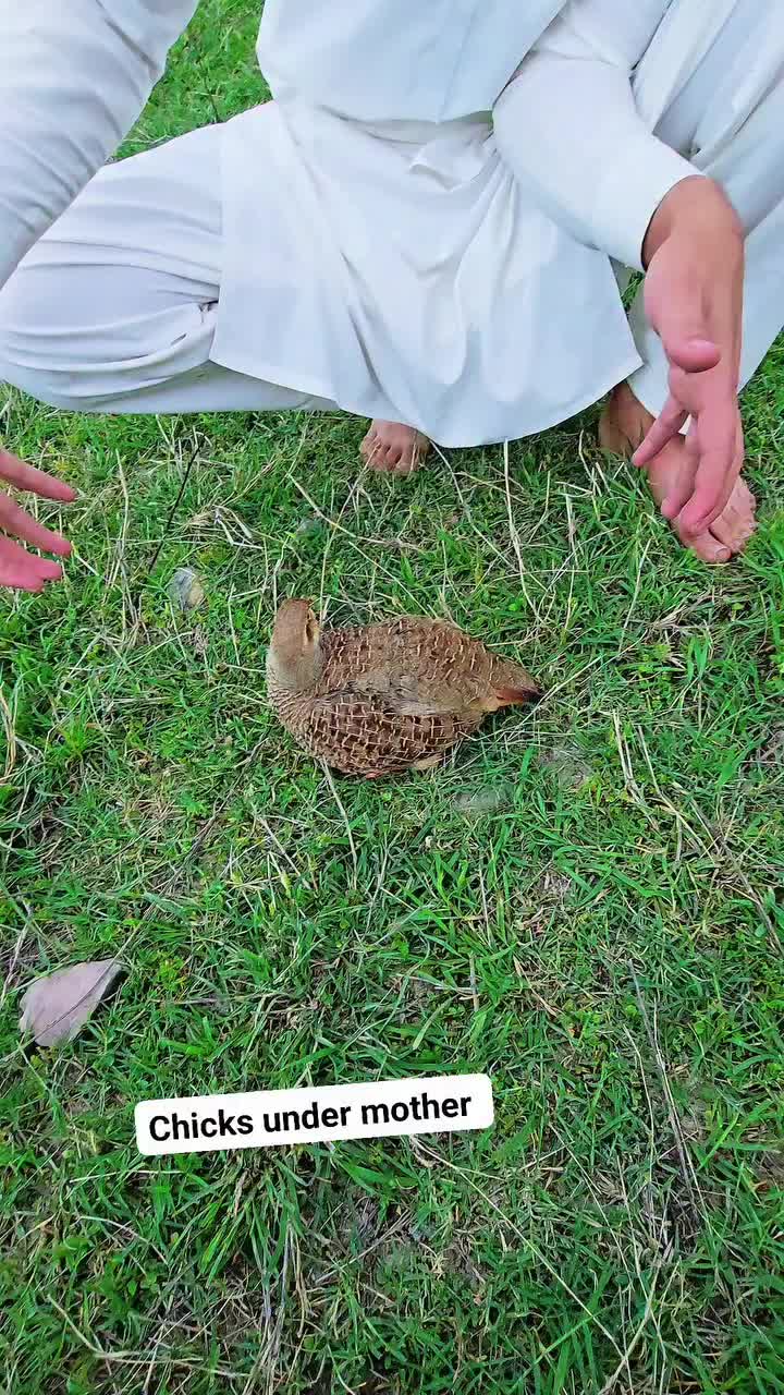 @Birds Lover