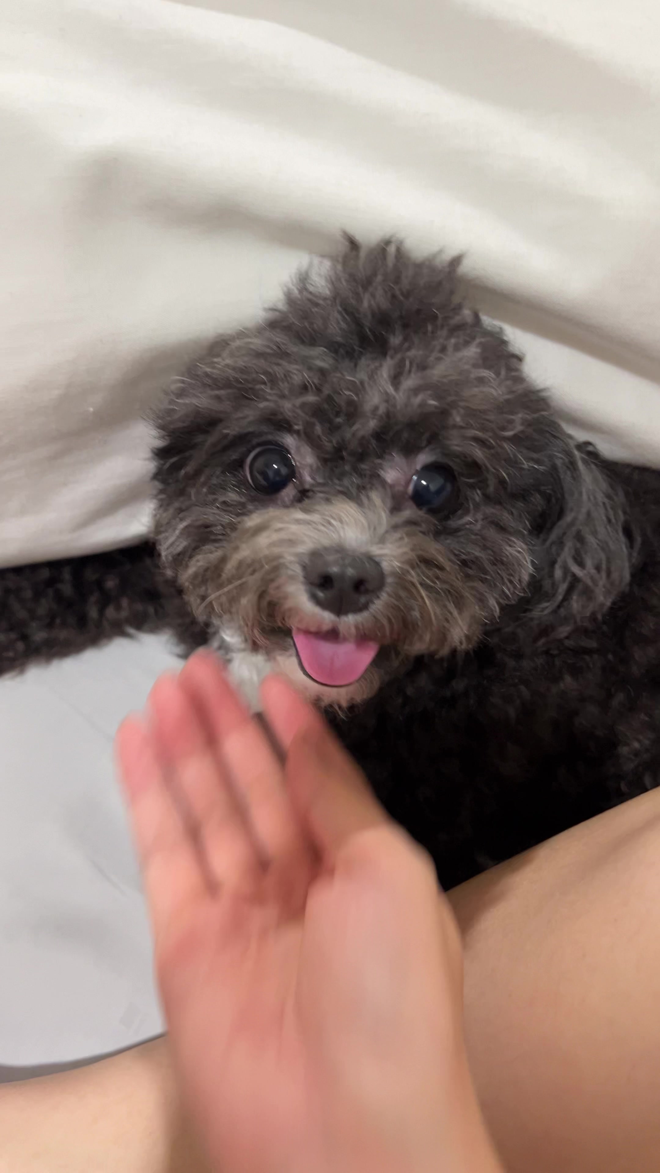 @chippi the poochon