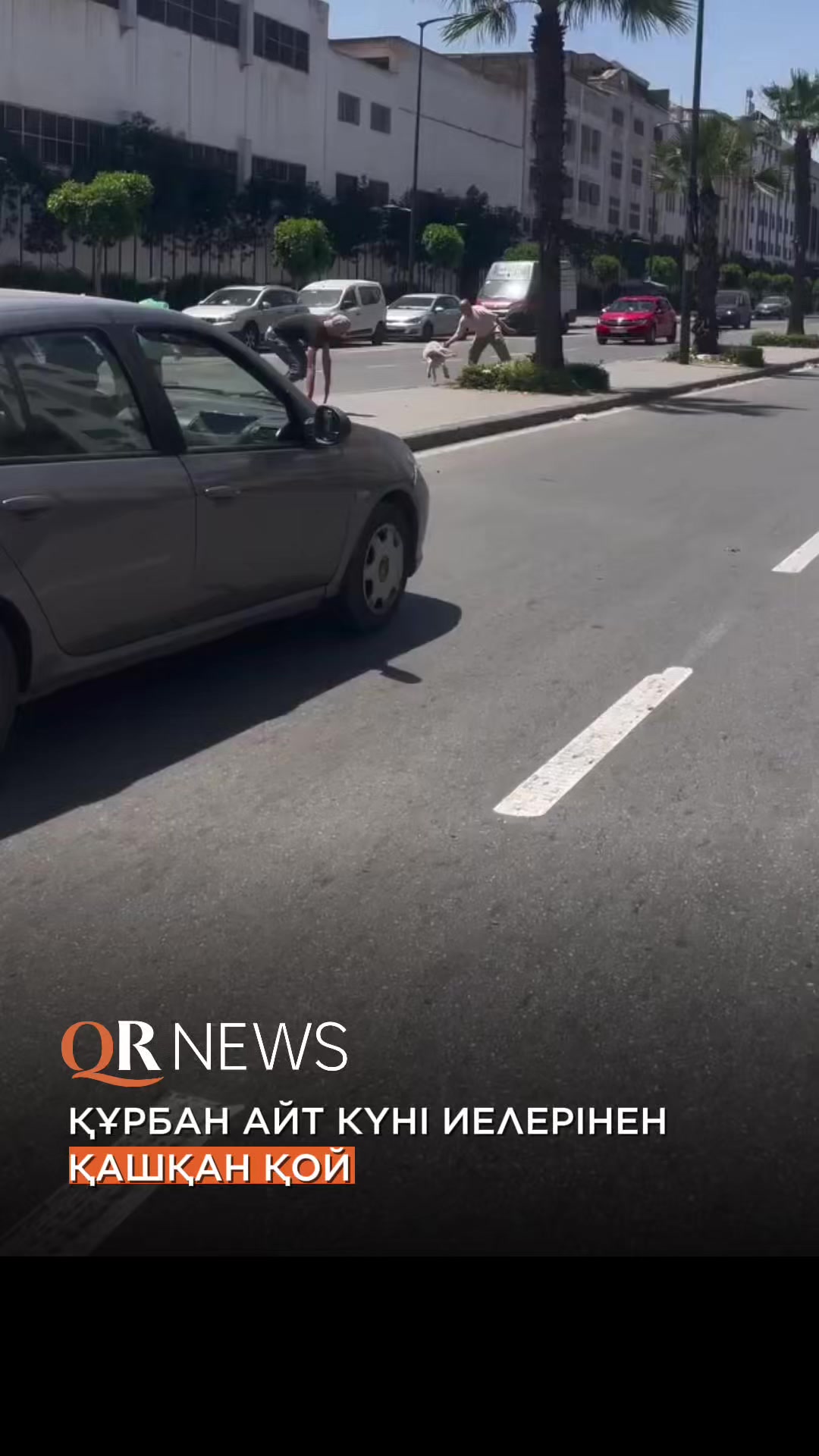 @QRNewskz