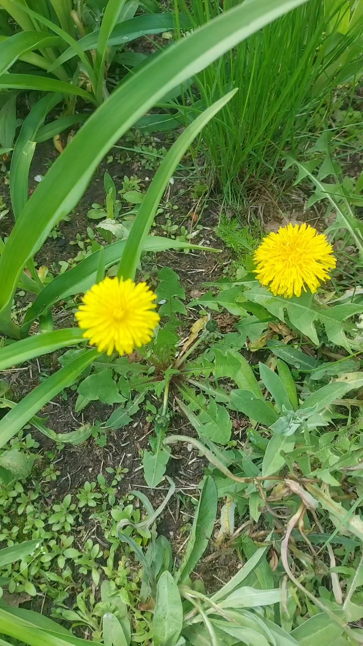 @ЛАРОЧКА МАЛЕНЬКАЯ ДЕВОЧКА)))