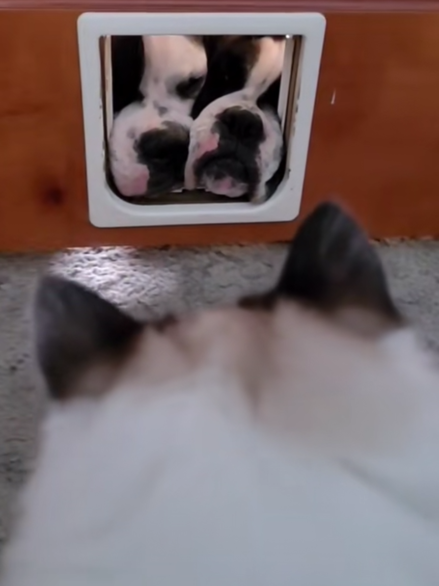 @BoxersLily&Elvis
