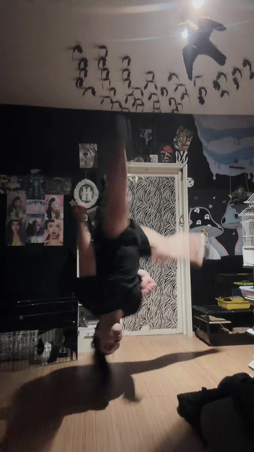 @Acrodance_horses