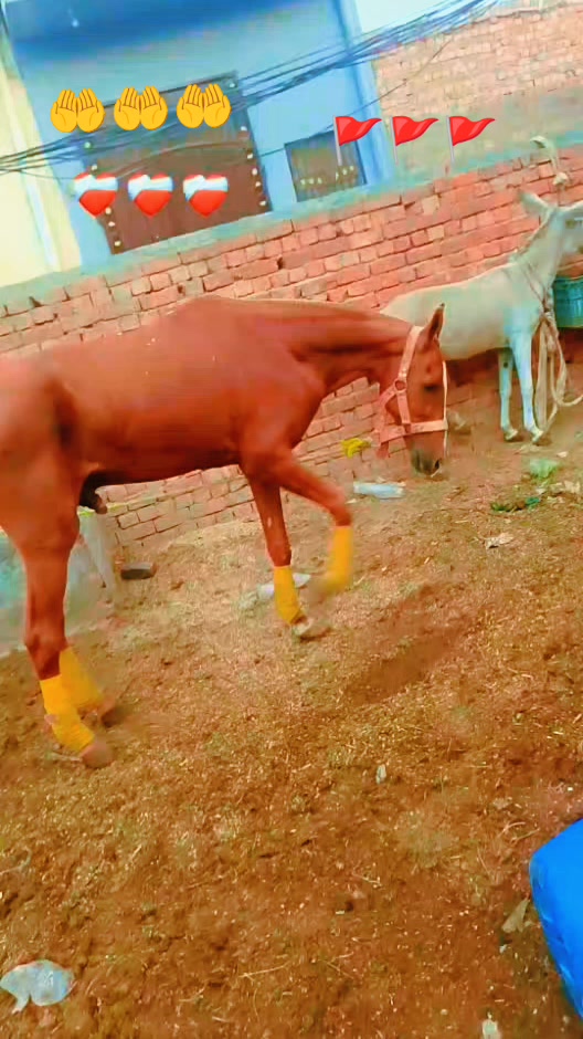 @Sajjad Ali 🐴🐴🐎