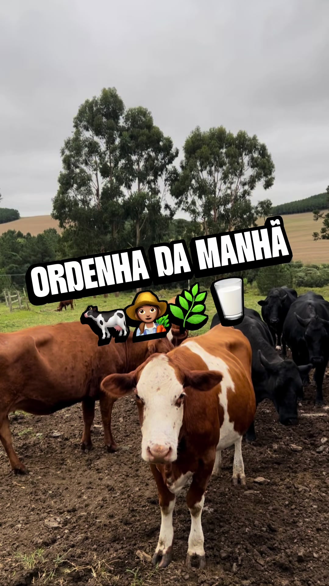 @Val&eacute;ria | Rotina | Queijos🧀🐄