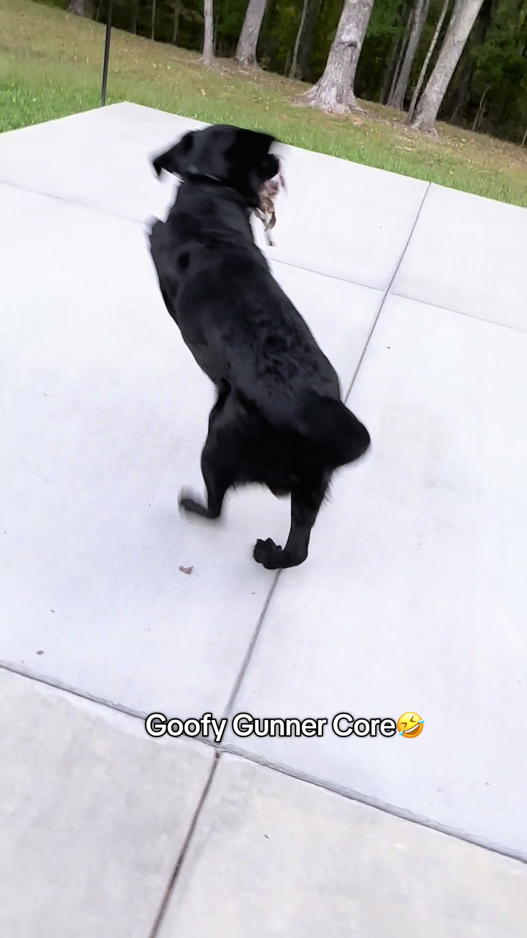@Gunner the Good Boy Black Lab