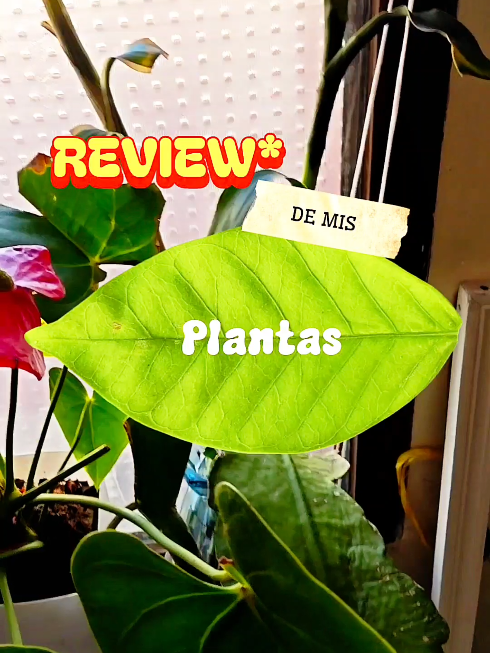 @Latidos 🫀