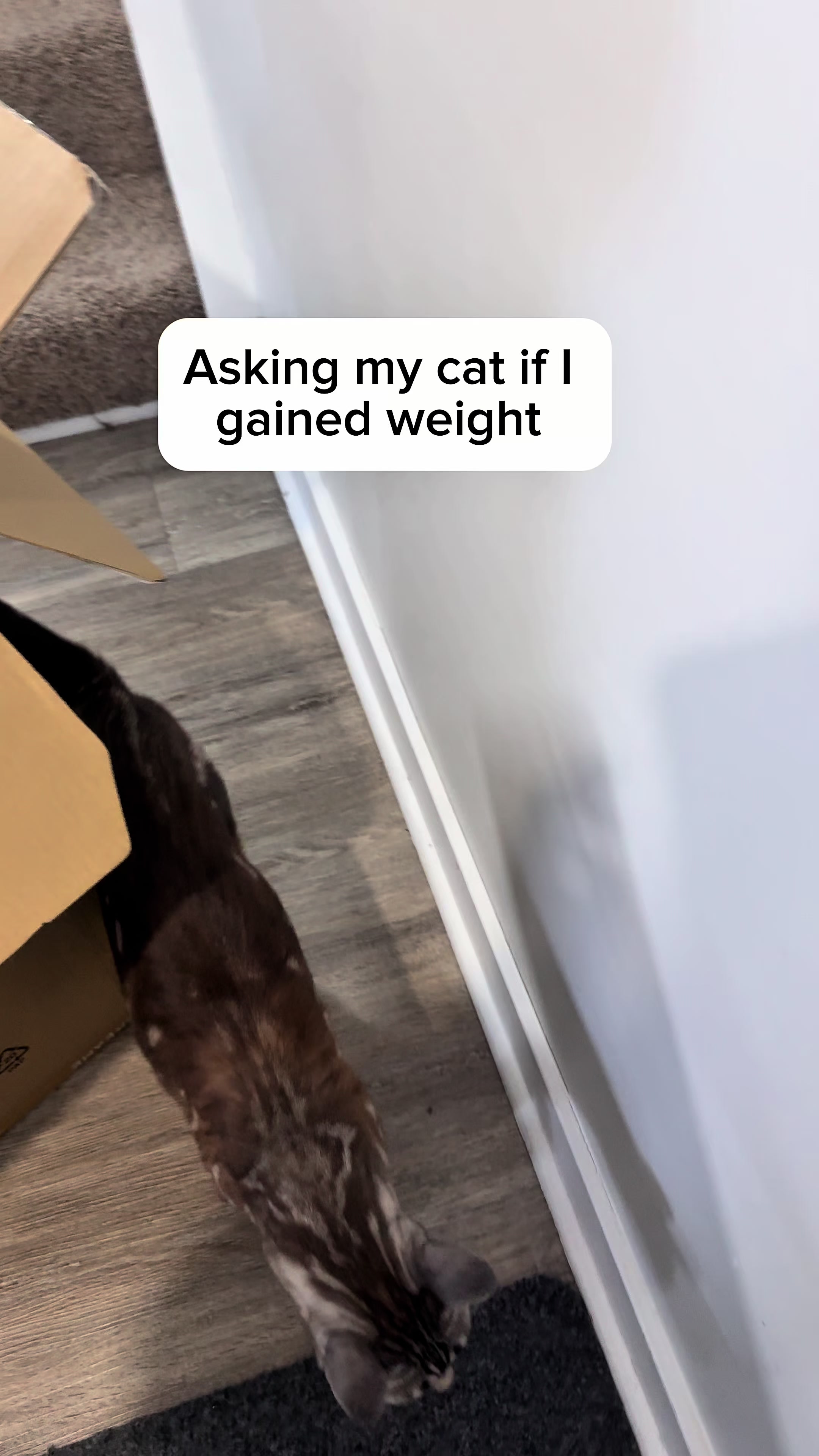 @Three Nawty Cats