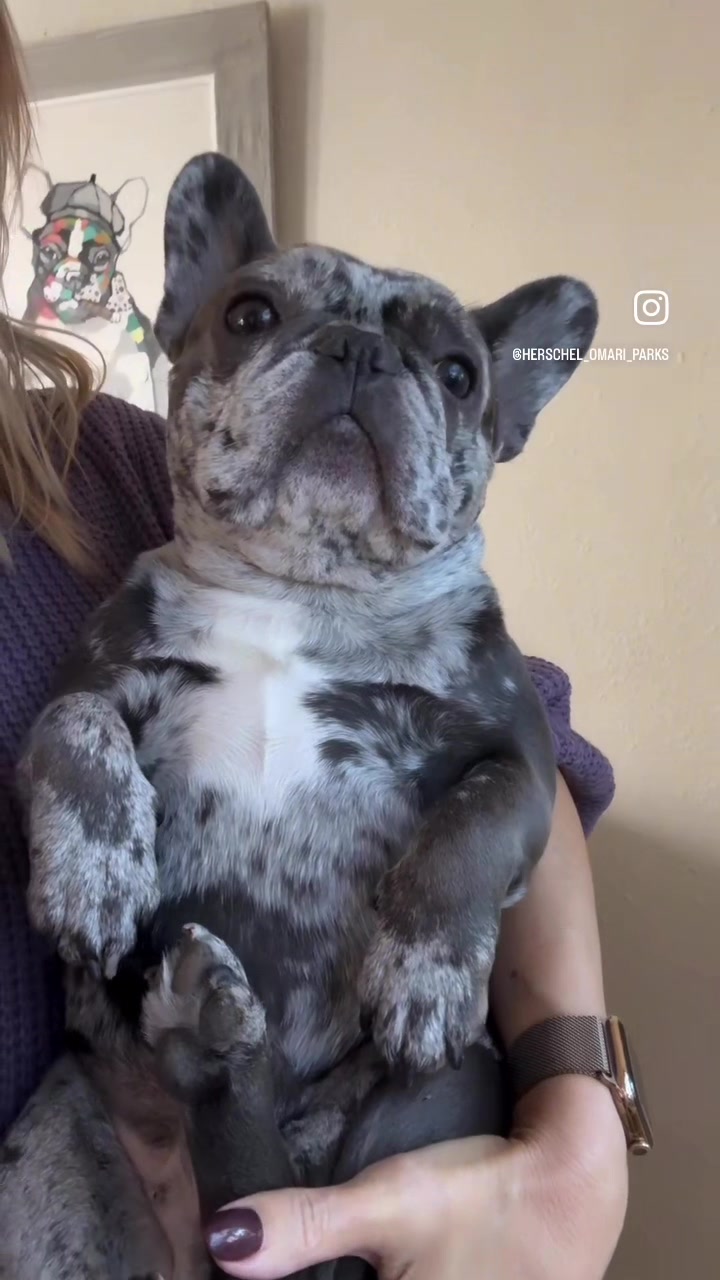 @Fly Lil Frenchie From OKC
